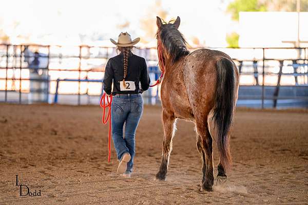 trail-riding-mustang-horse