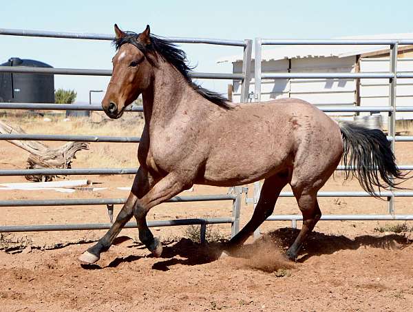 bay-roan-mustang-gelding