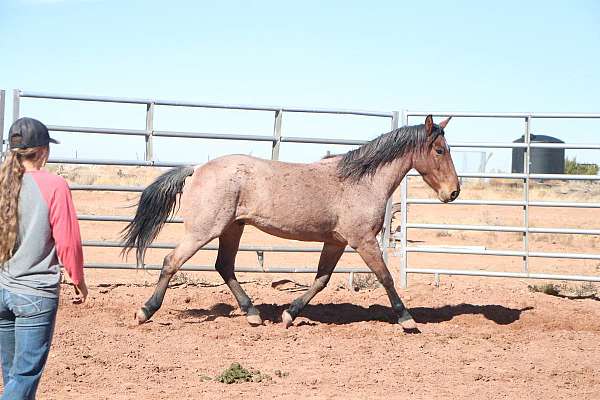 trail-class-competition-mustang-horse