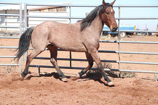 bay-roan-endurance-horse