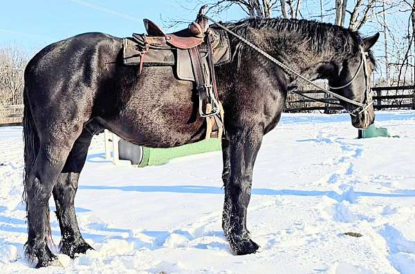 big-horses-for-sale-percheron