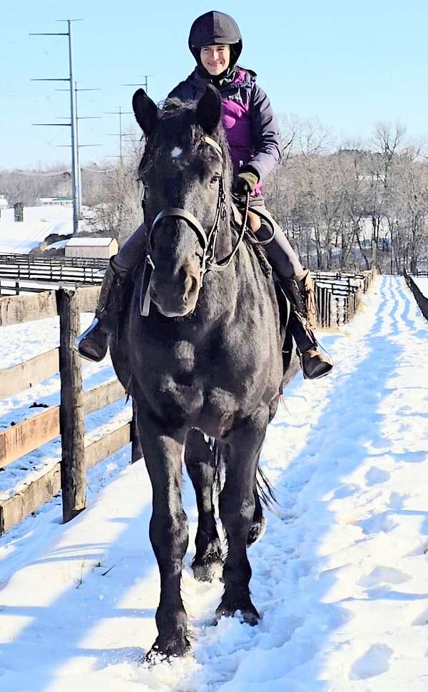 black-with-star-percheron-horse