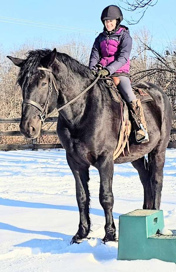 calm-temperament-percheron-horse