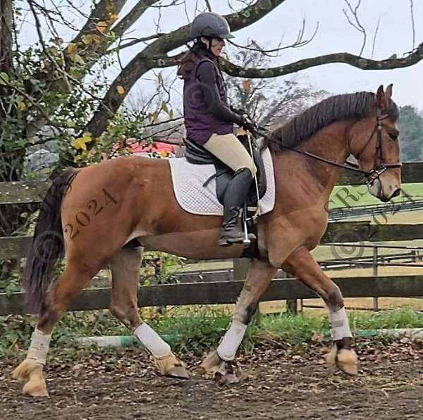 amazing-belgian-warmblood-horse