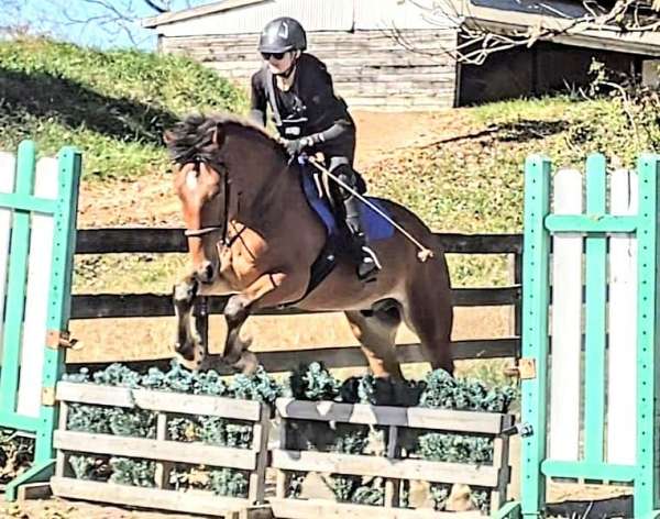 anyone-belgian-warmblood-horse