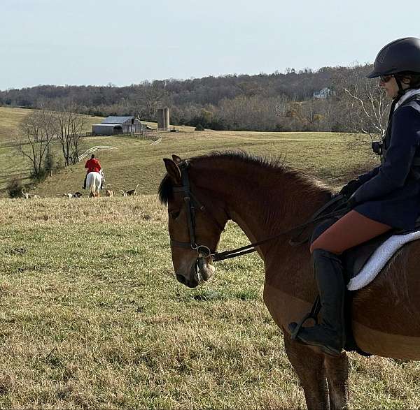 around-belgian-warmblood-horse