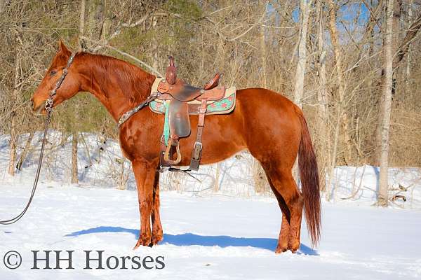 all-around-quarter-horse