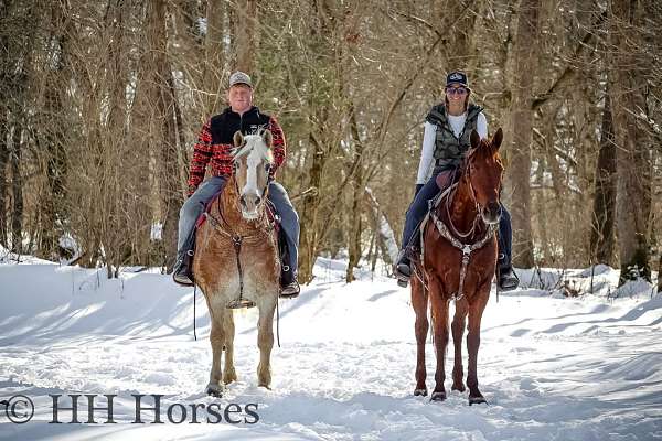 athletic-quarter-horse