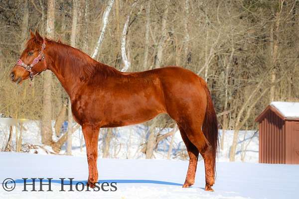 calf-roping-quarter-horse