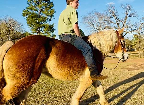 beginner-belgian-horse