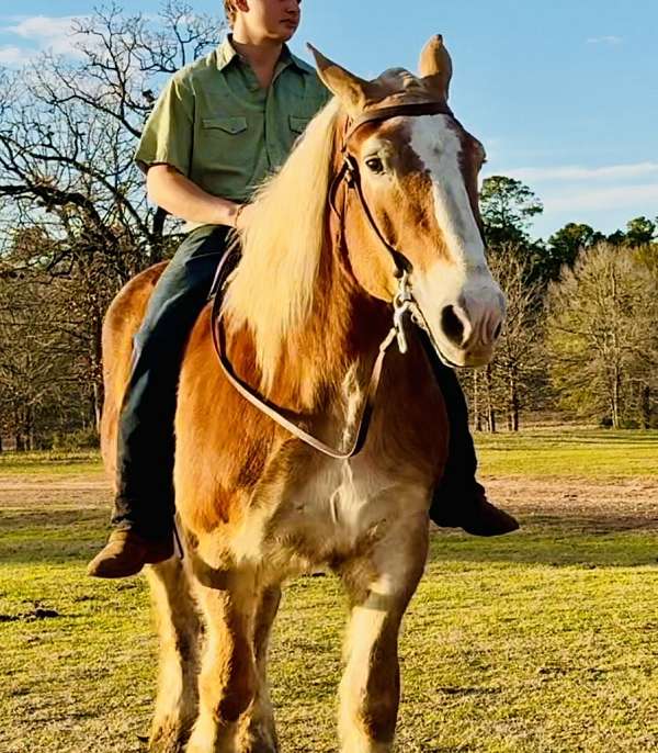 draft-belgian-horse