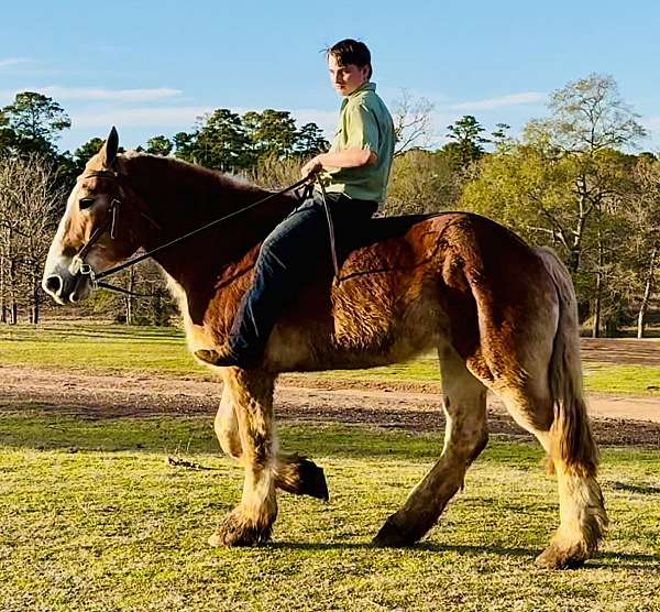 driving-belgian-horse