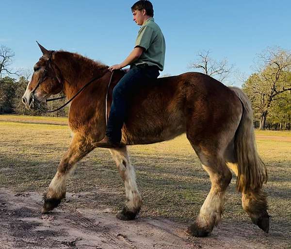 husband-safe-belgian-horse