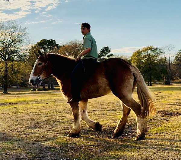 flaxen-mane-belgian-horse