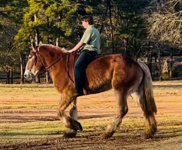 kid-safe-belgian-horse