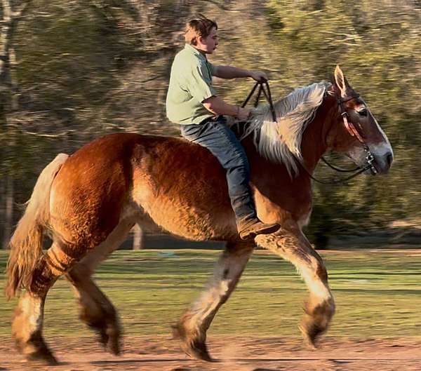 mounted-patrol-belgian-horse