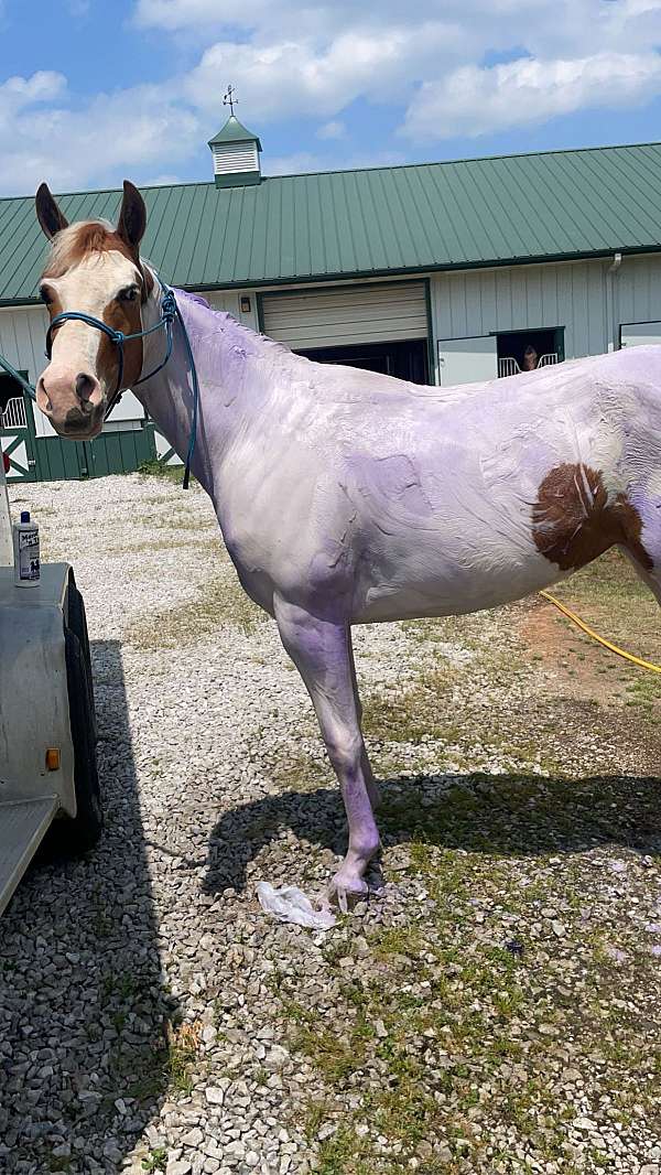 white-mare-yearling-for-sale