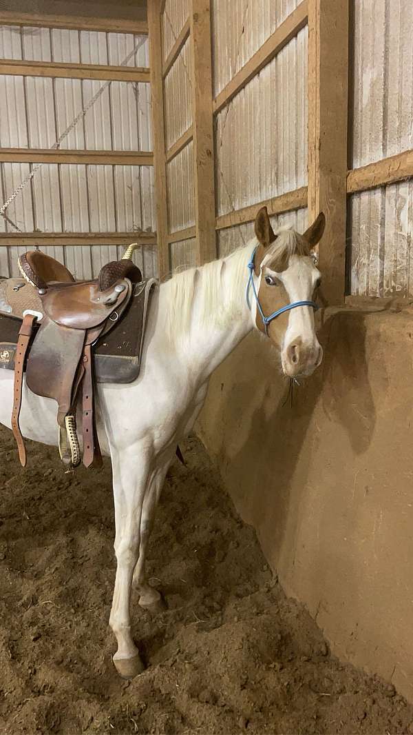 apha-mare-yearling