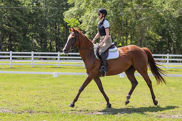 dressage-thoroughbred-horse