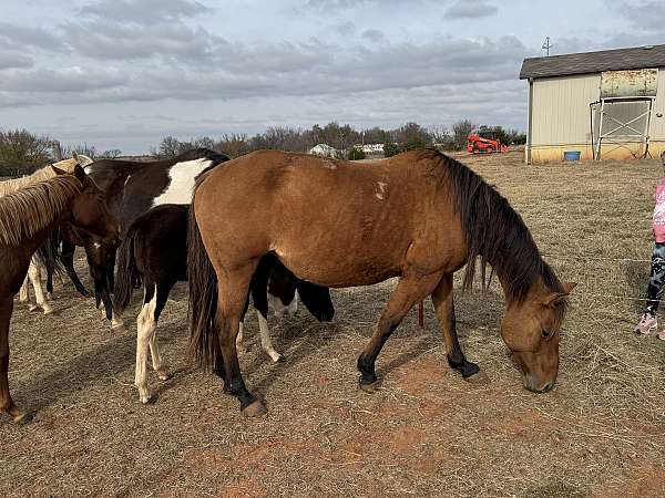 dun-quarter-horse-mare