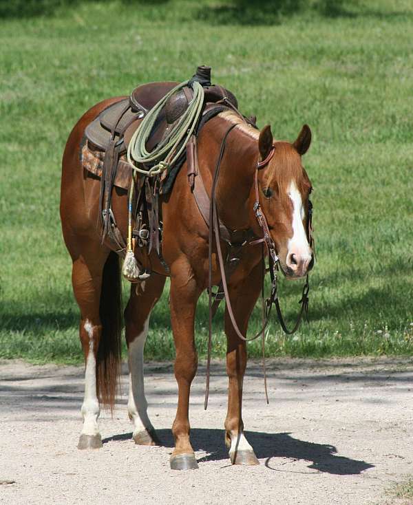 aqha-quarter-horse