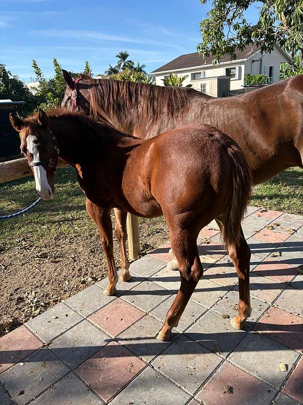 aqha-quarter-horse-colt-stallion