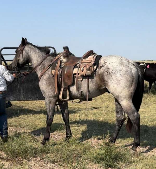 aqha-quarter-horse