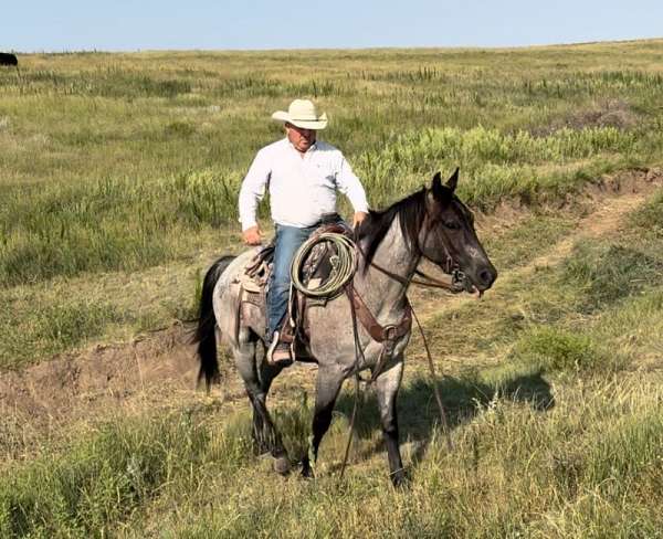 aqha-gelding-quarter-horse