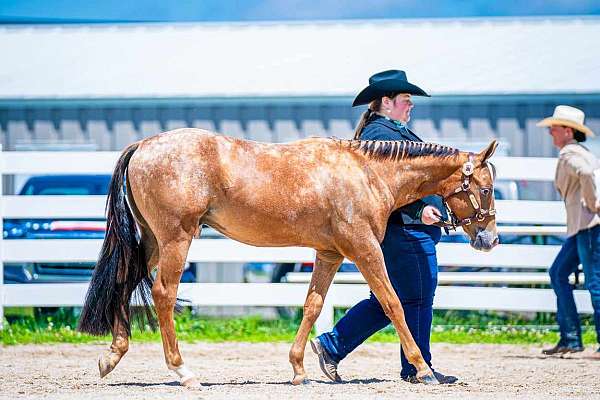 longe-line-poa-pony