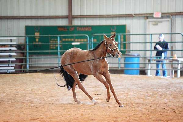 chestnut-poa-gelding