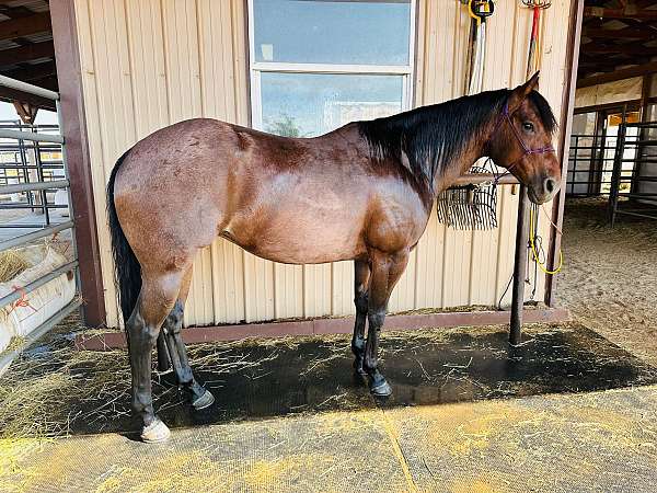 bay-roan-mare-gelding