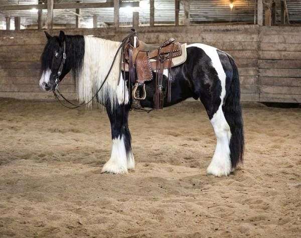 good-mind-gypsy-vanner-horse