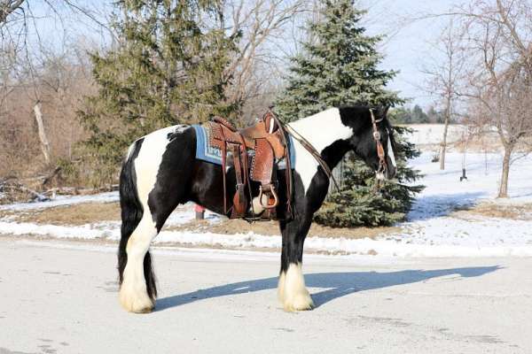 high-gypsy-vanner-horse