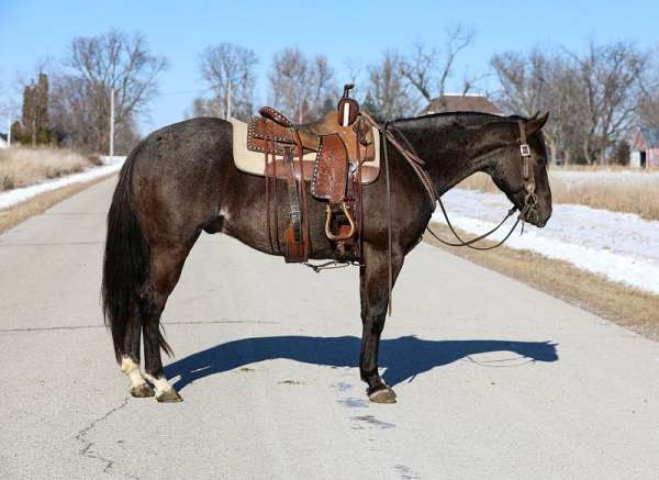 ranch-quarter-horse