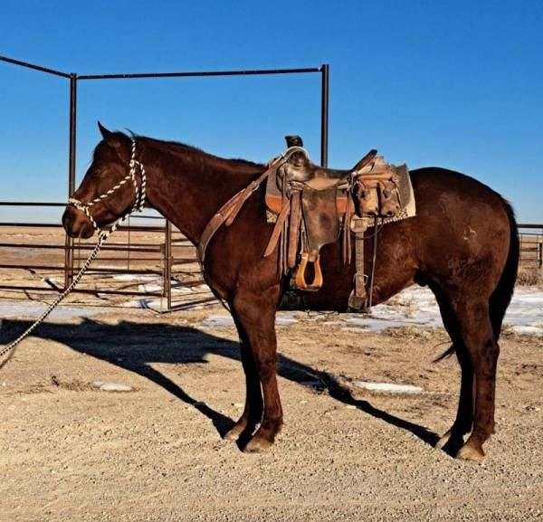 auction-quarter-horse