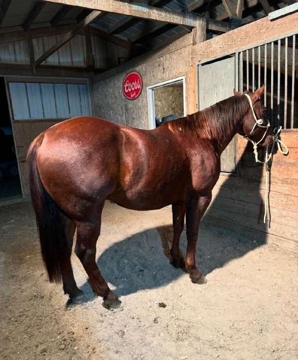 chestnut-quarter-horse