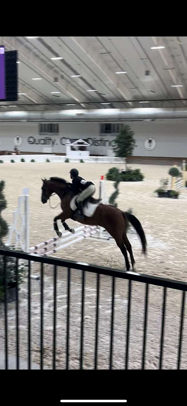 show-j-gelding