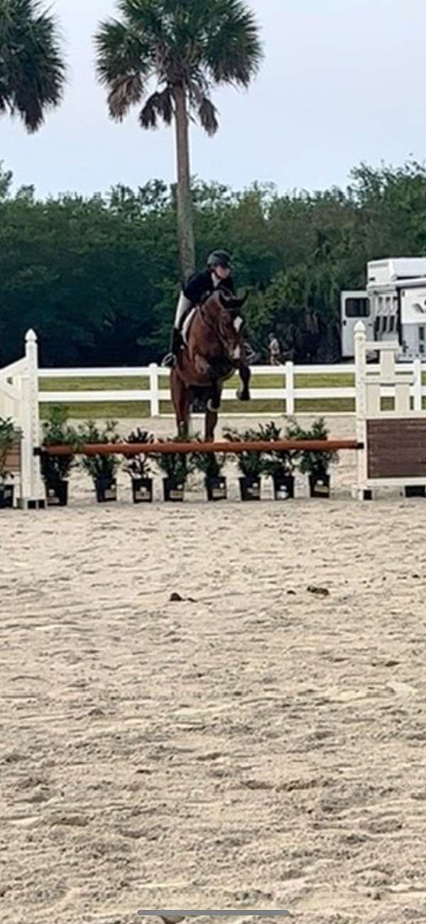 equitation-appendix-horse