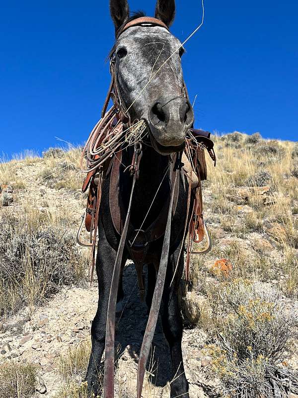 cuttings-gelding