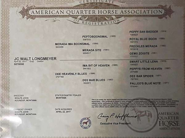 all-quarter-horse