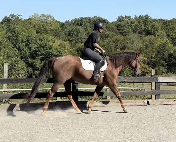 bay-roan-quarter-horse-gelding