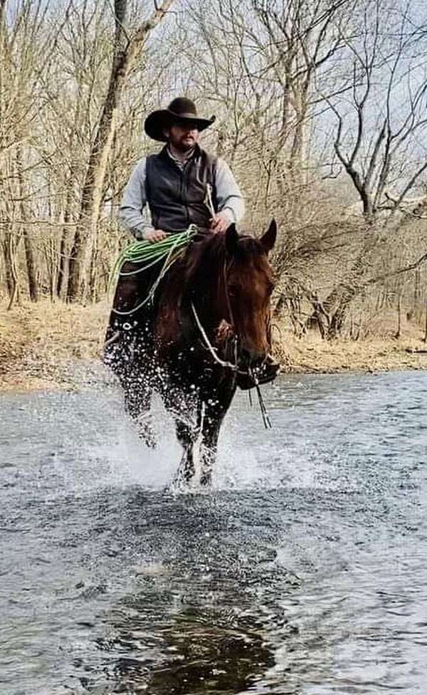 bay-roan-aqha-gelding