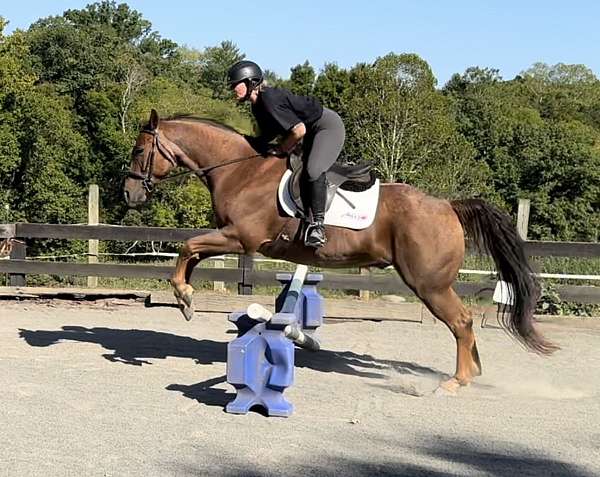 bay-roan-aqha-horse