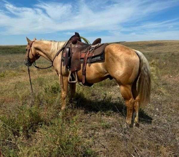 aqha-quarter-horse