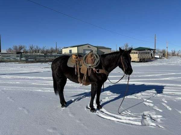 all-quarter-horse