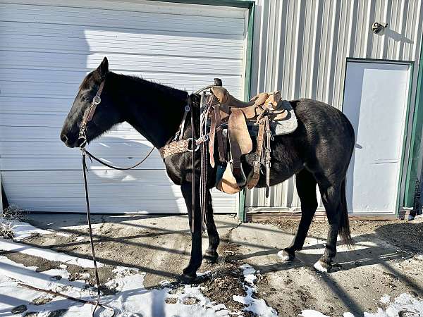 auction-quarter-horse