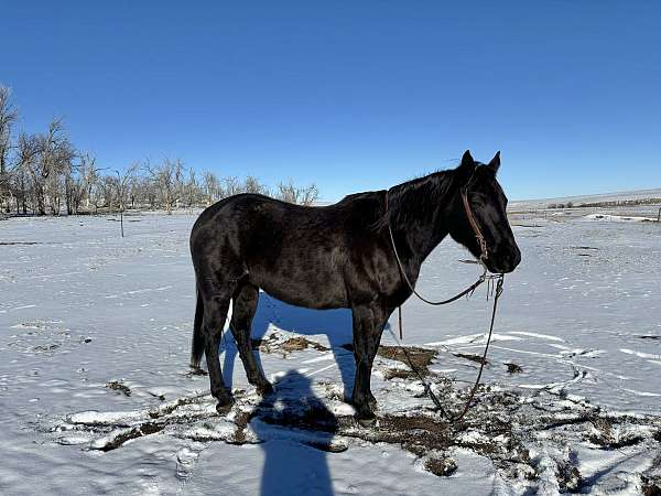 black-quarter-horse