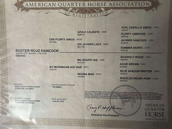 aqha-quarter-horse