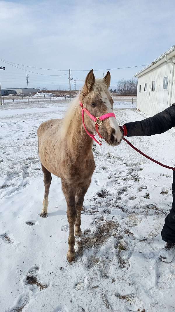 white-twhbea-filly