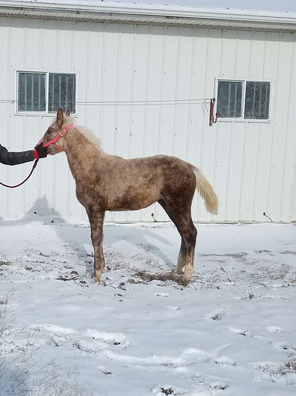 tennessee-walking-filly